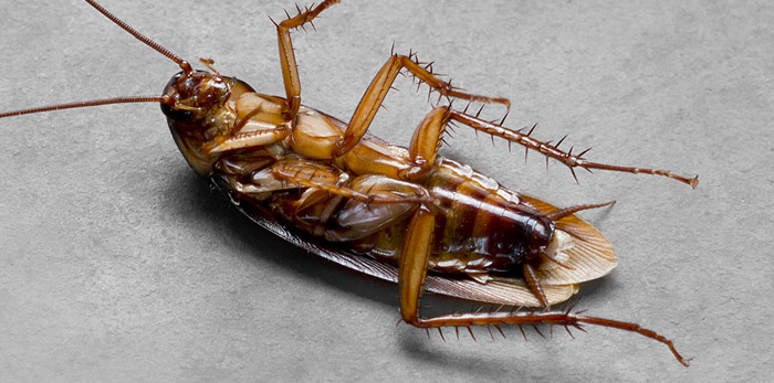 home-cockroach pest control