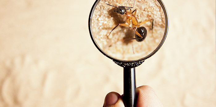 home-identification pest-control