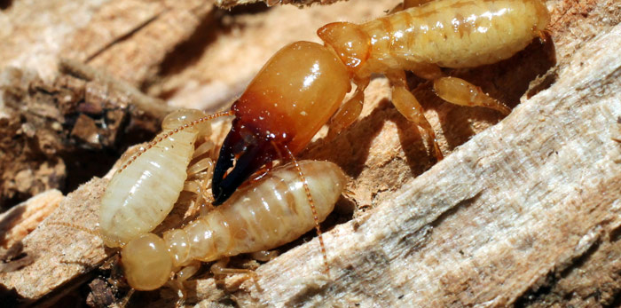 home-termites